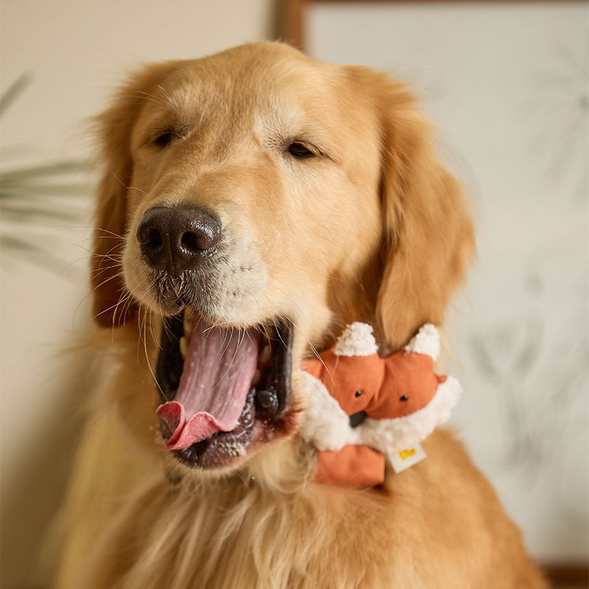 HIKOINU Fox Pet Collar Clip worn by a golden retriever, front view