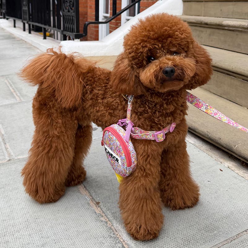 Dingle Dangle Poop Bag Carrier | Flora