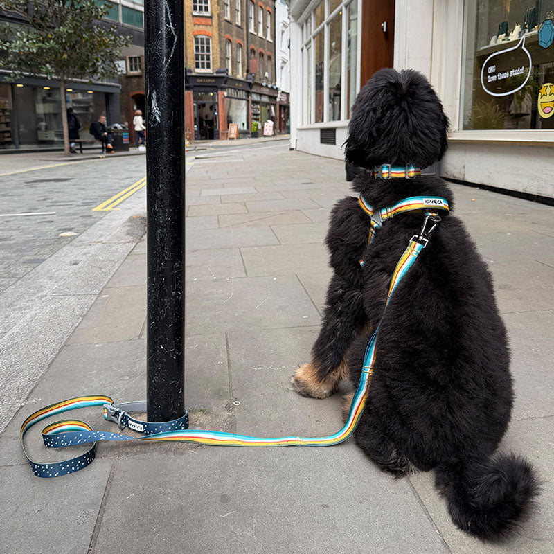 [ PREORDER ] Gentle Multi-Functional Adjustable Bolt Leash – Regular & Hands-Free Walk | Ripple