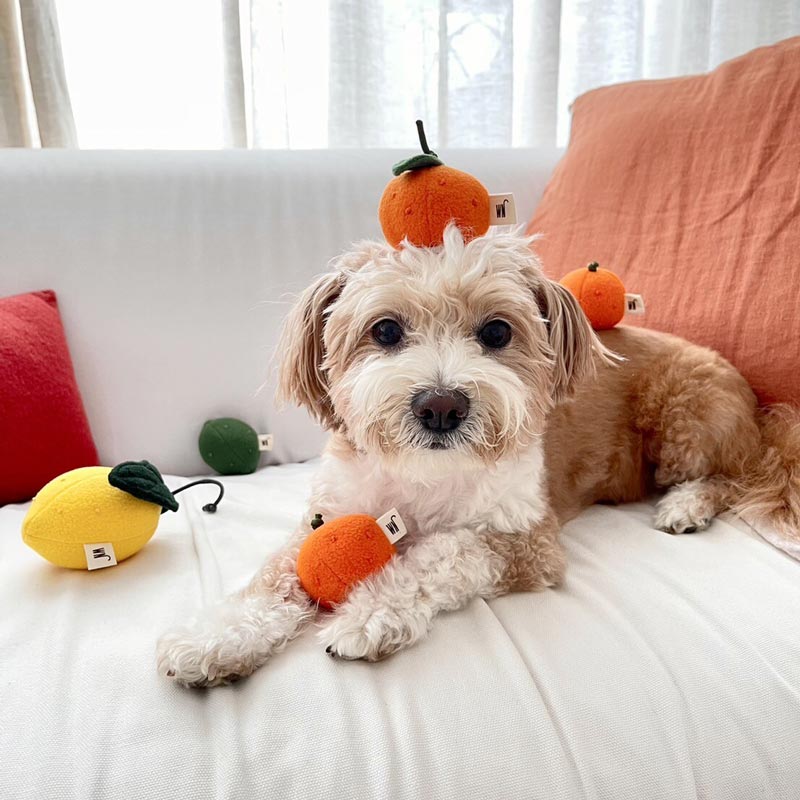 Citrus Dog Toy (Set of 3)