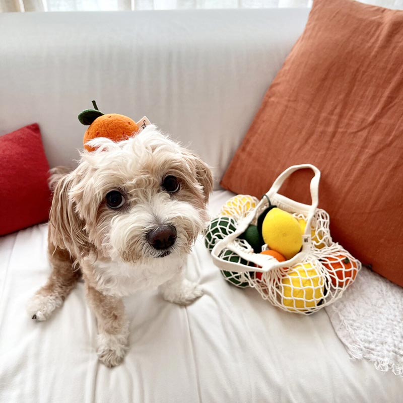 Citrus Dog Toy (Set of 3)