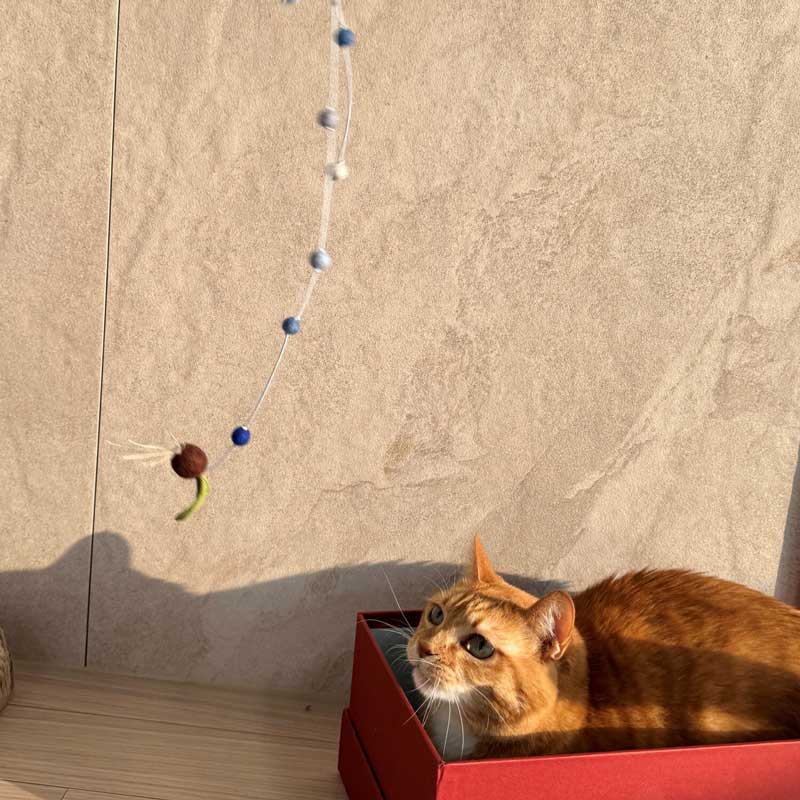 Watering Seeds Cat Teaser