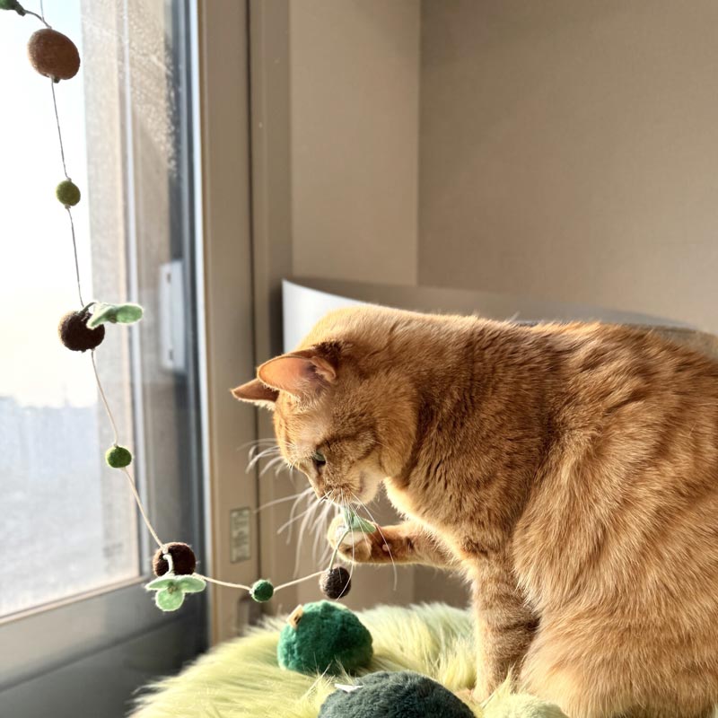 Sprout Cat Teaser