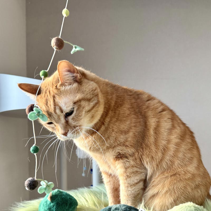 Sprout Cat Teaser