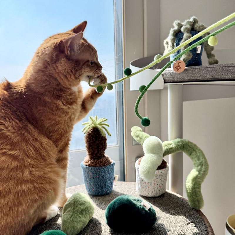 Plants Series Cat Teaser (5 Designs)