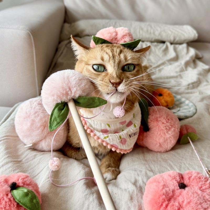 Peach Juice Cat Teaser