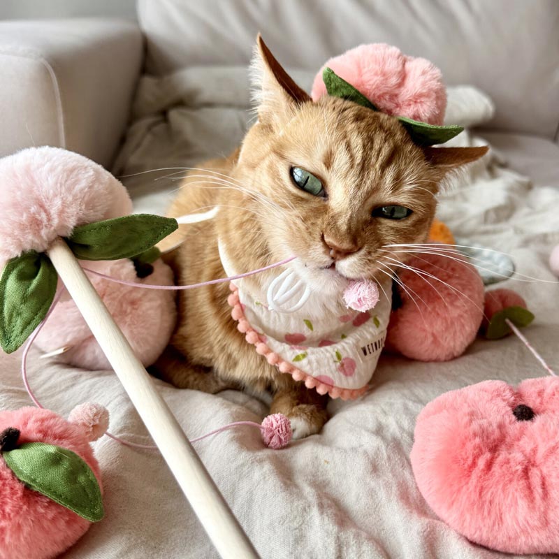 Peach Juice Cat Teaser