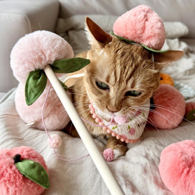 Peach Juice Cat Teaser