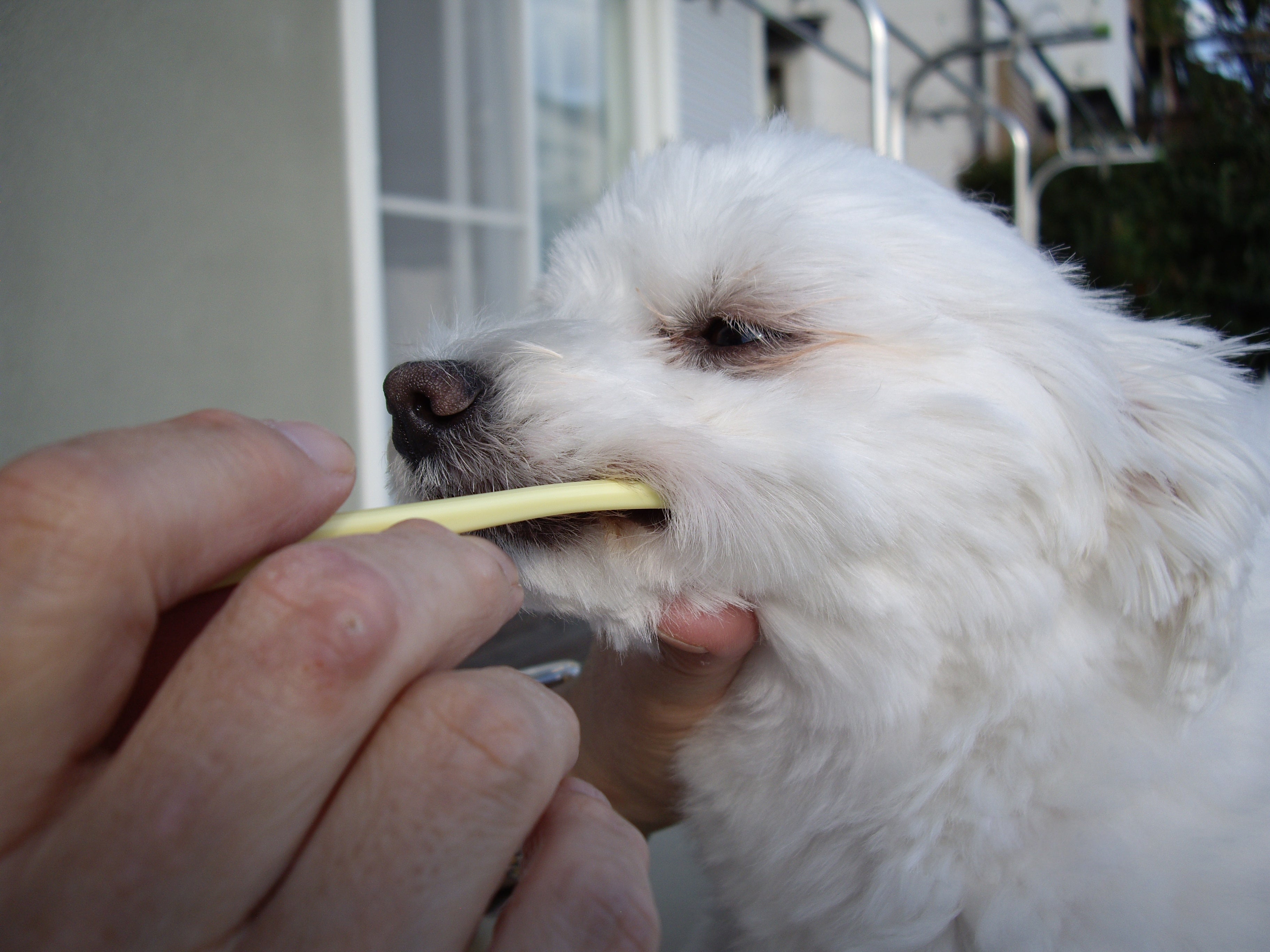 Mind Up KENKO CARE Soft Toothbrush For Dogs (2 Sizes) - CreatureLand