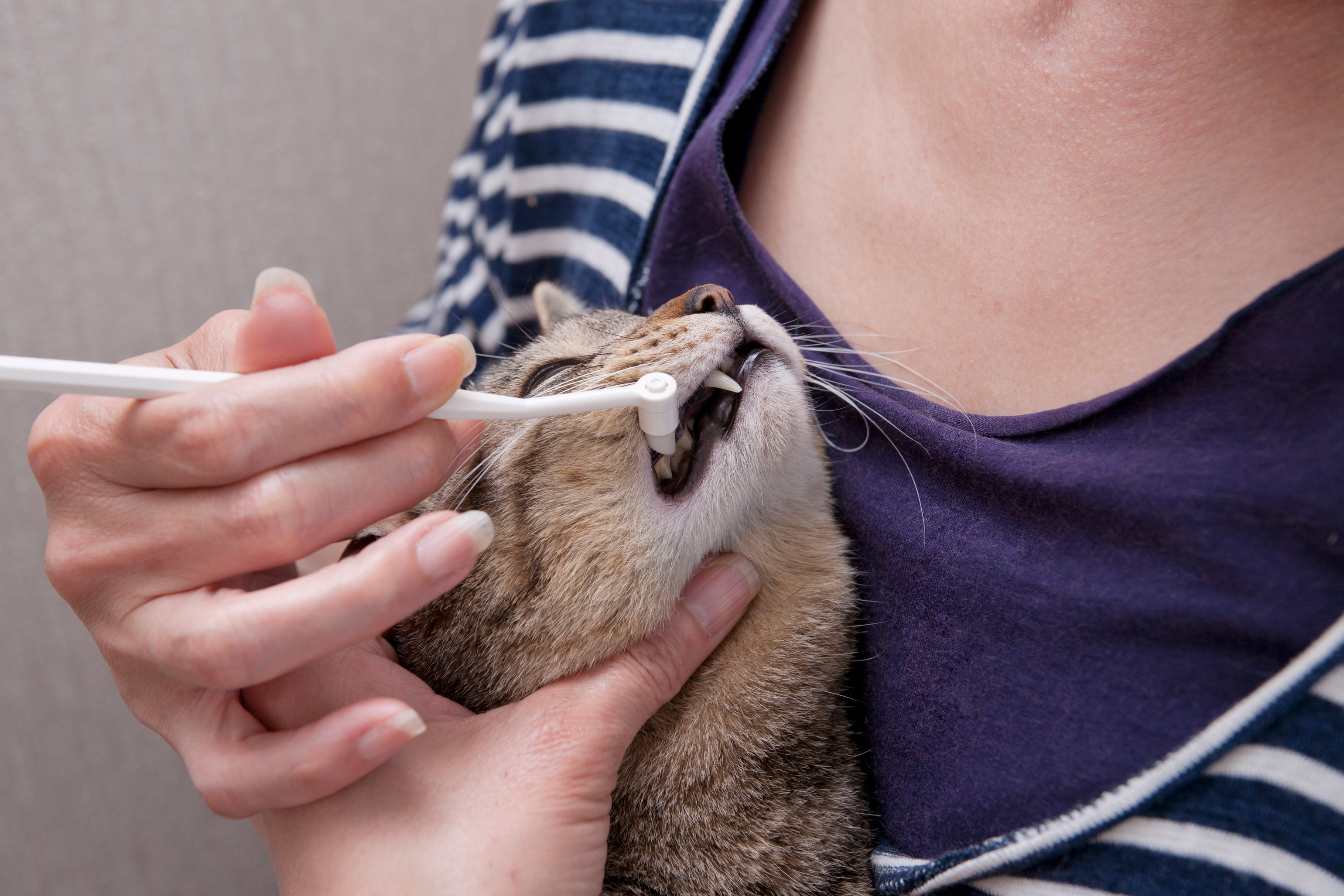 Mind Up NYANKO CARE Tooth Cleaner For Cats - CreatureLand