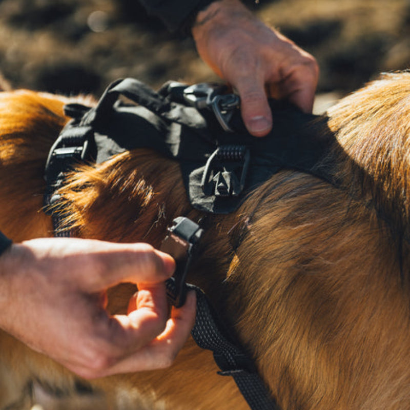 Ridgeline™ Reflective Harness with Magnetic Buckles | Obsidian Black