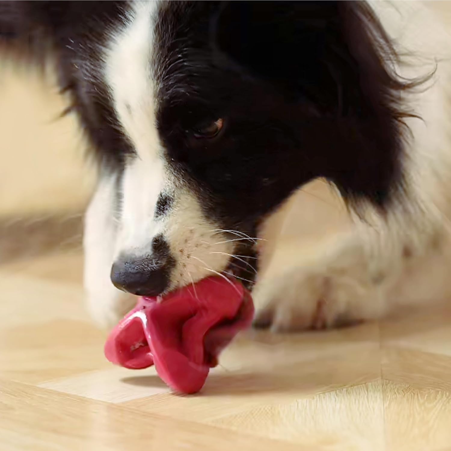 PetDreamHouse Chewtastic Geometrics Natural Rubber Enrichment Dog Toy | Geo - AstroRolly Red (Average) - CreatureLand