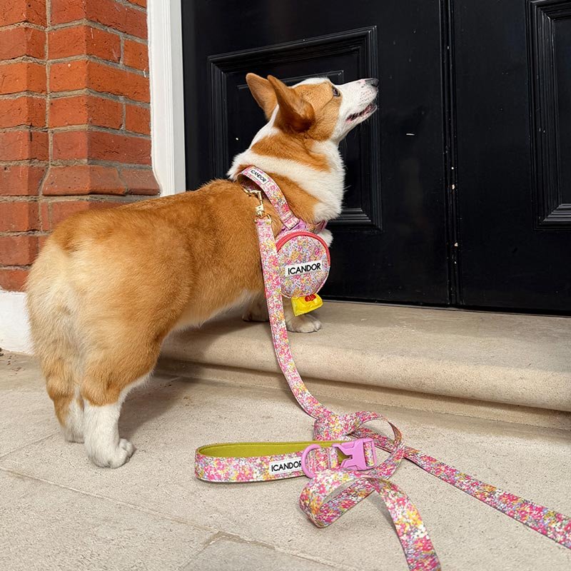 iCandor 3-in-1 Walking Kit: Flora