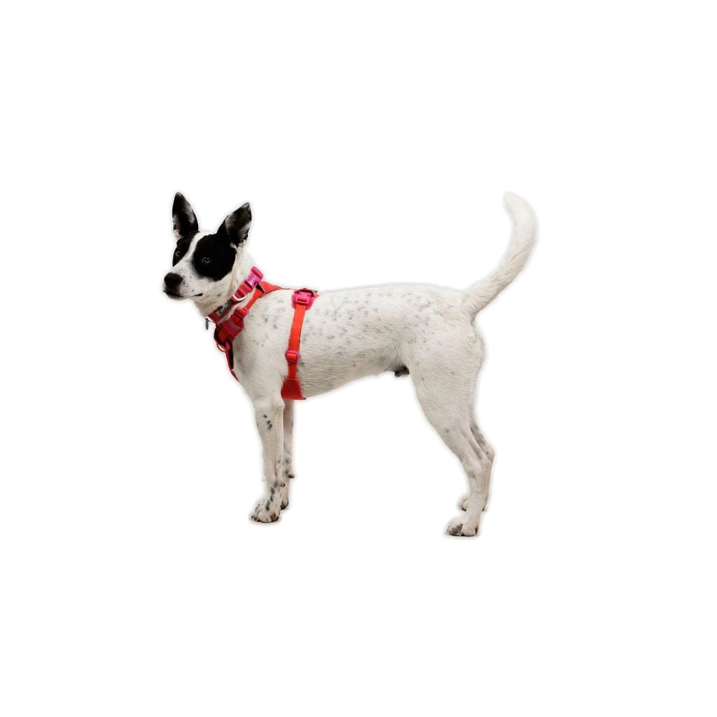 Front Range® Flex No-Pull Dog Knit Harness (4 Colours)