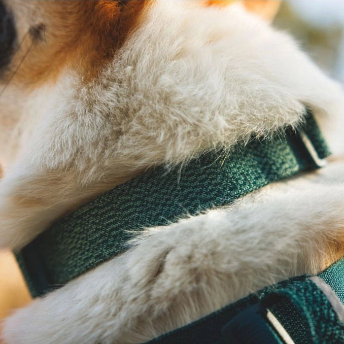 Front Range™ Flex Knit Dog Collar (4 Colours)