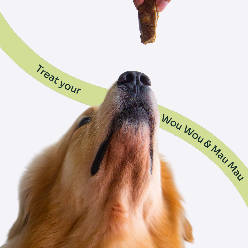 Notti Grass-Fed Baked Buffalo Tenderloin Treats For Dog & Cat (20g x 4)