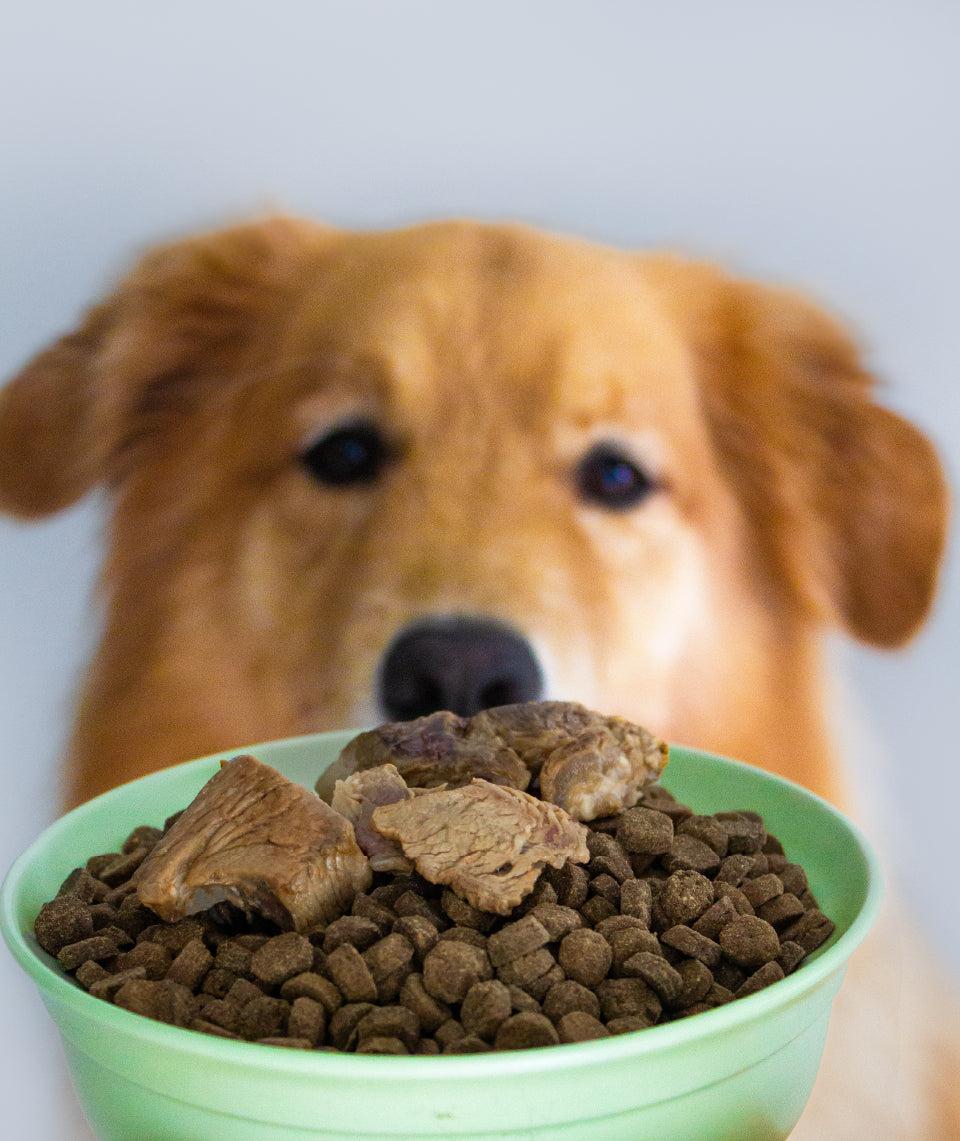 Notti Grass-Fed Baked Buffalo Tenderloin Treats For Dog & Cat (20g x 4)