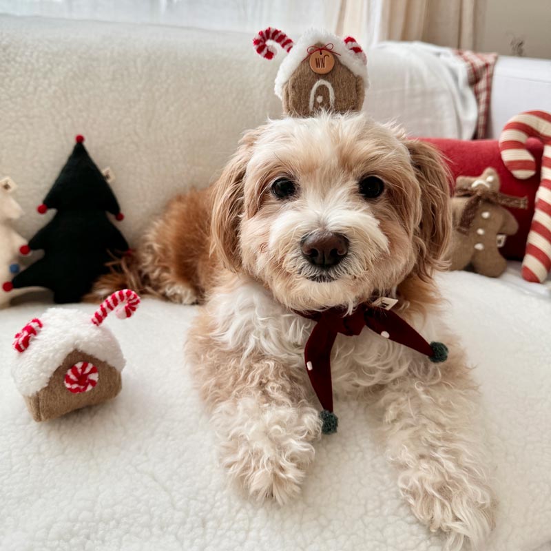 Wetnose Gingerbread House Head Piece - CreatureLand