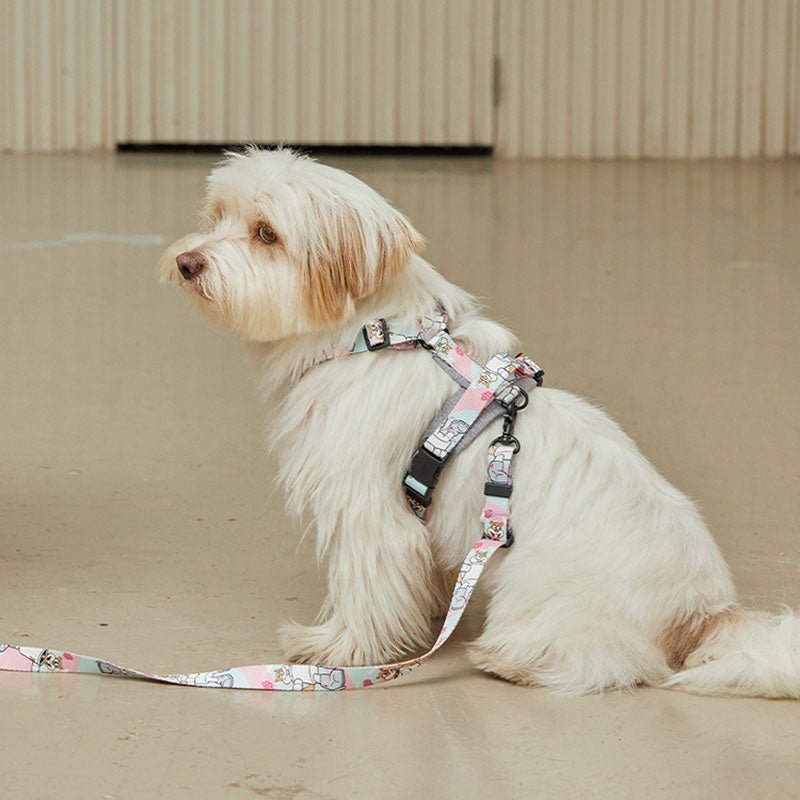 Chewy Rainbow Cute Dog Harness And Leash Set