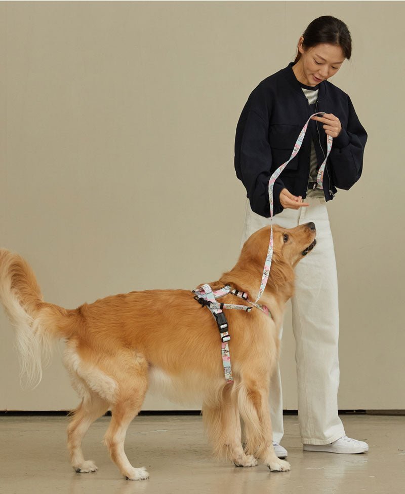 Rover Gear Essential Dog Walking Leash 6 ft / Teal