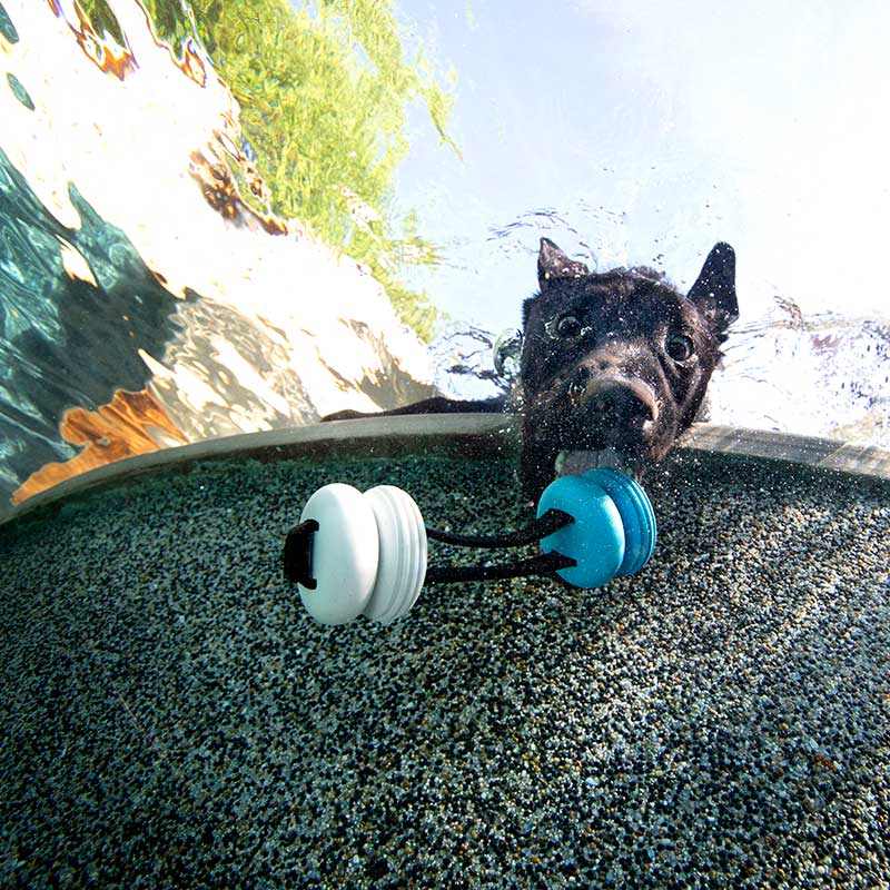 BARK Super Chewer: Swimming Pull Dog Toy - CreatureLand