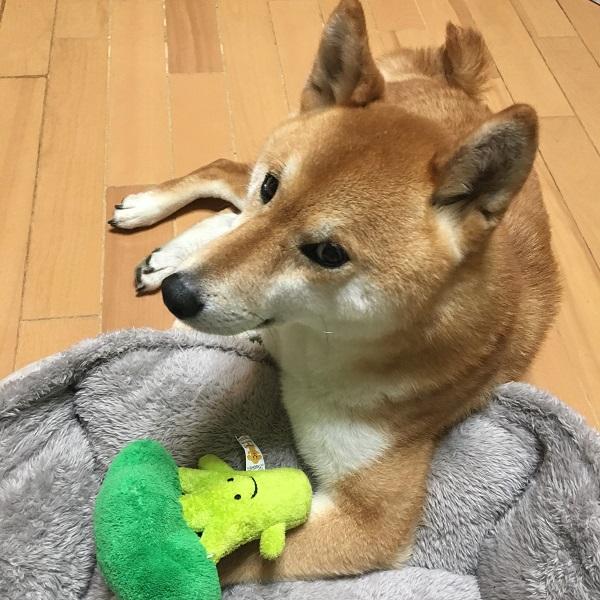 Bestever Broccoli Dog Toy - CreatureLand