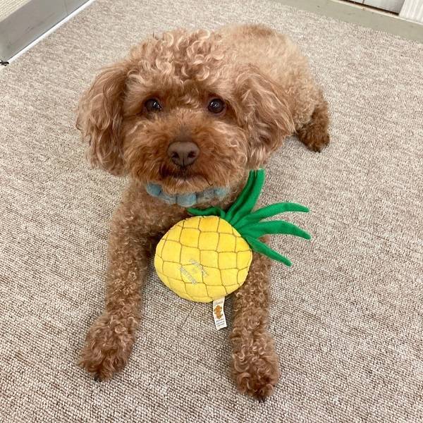 Bestever Pineapple Dog Toy - CreatureLand