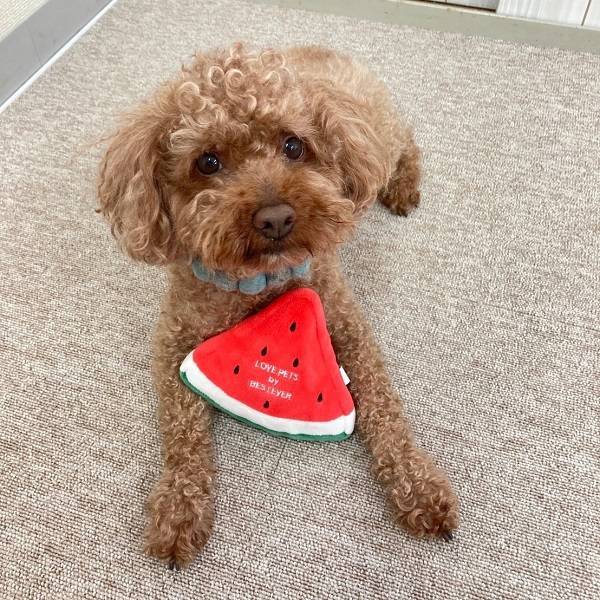Bestever Watermelon Dog Toy - CreatureLand