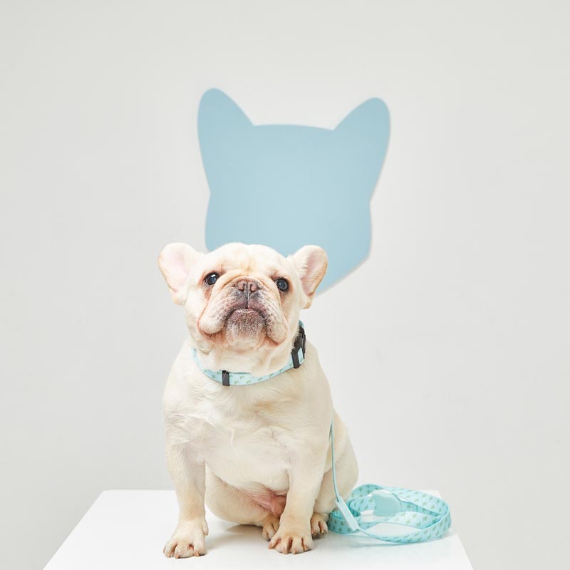 Vetreska Dog Collar and Leash - Blue Cactus | CreatureLand.