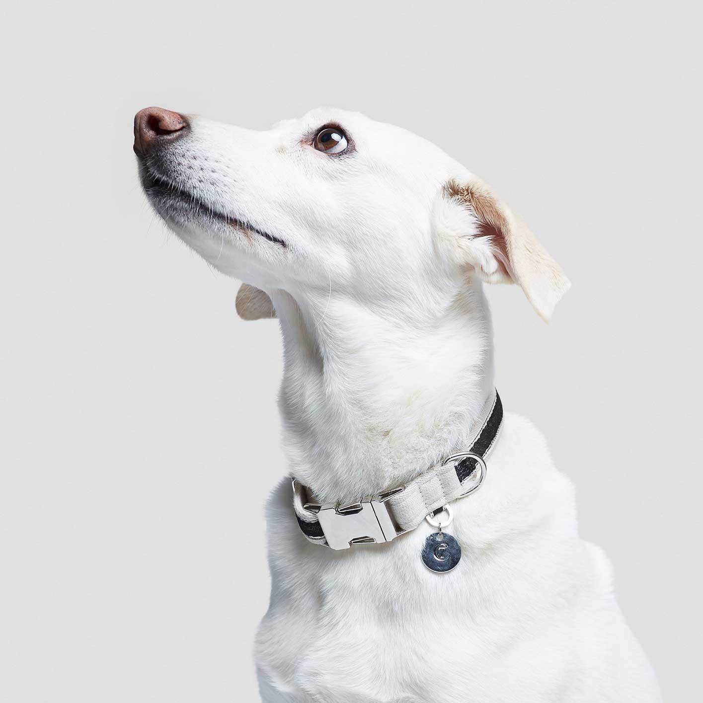 Cloud7 Dog Collar Hugo - Black - CreatureLand