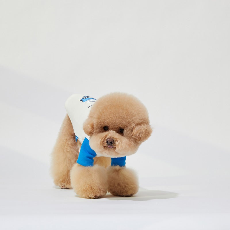 Jiffpom teddy online