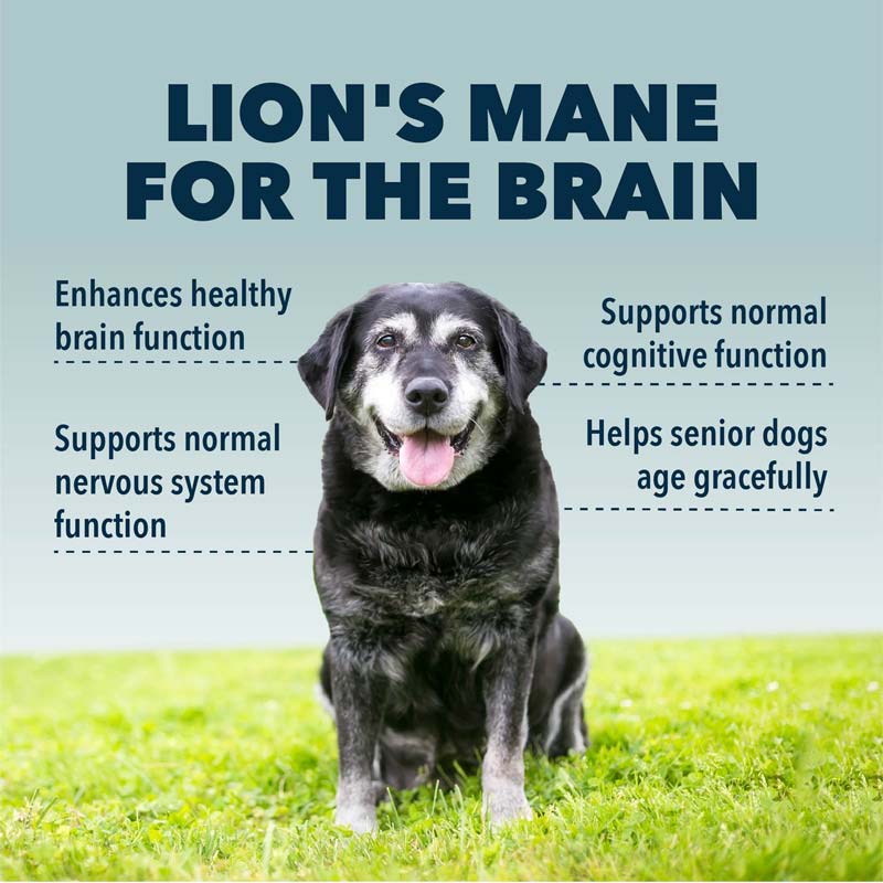 Four Leaf Rover Lion's Mane - Organic Mushroom Extract For Dogs - CreatureLand