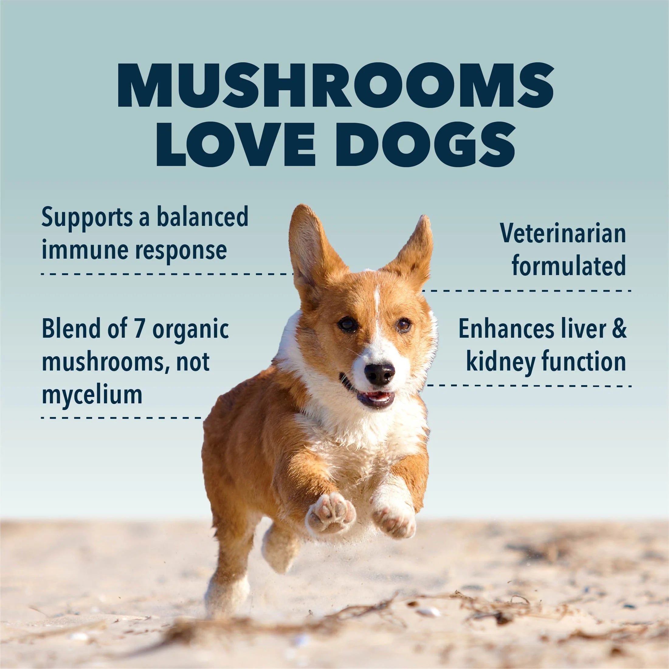 Four Leaf Rover Seven 'Shrooms - Organic Mushroom Mix - CreatureLand