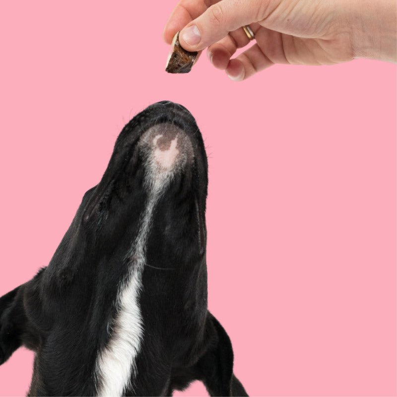 Gourmate Pet Treat Co. Freeze Dried Angus Beef Liver Dog Treats (65g) - CreatureLand