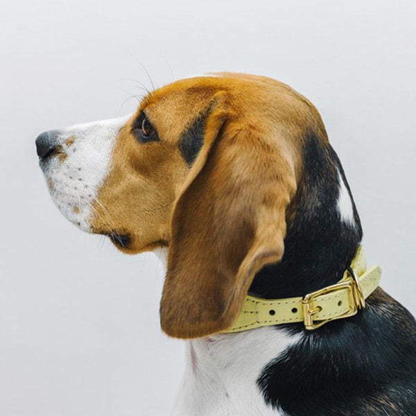 Hunting Pony Luxury Handcrafted Dog Accessories CreatureLand.