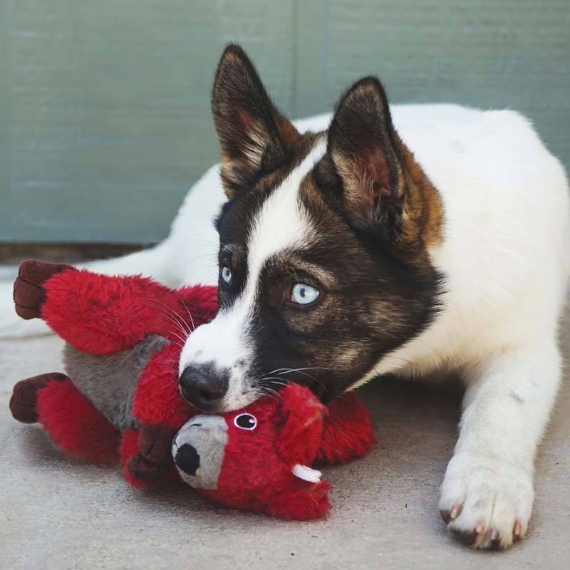 KONG® Shakers Passports Dog Toy – Kangaroo - CreatureLand