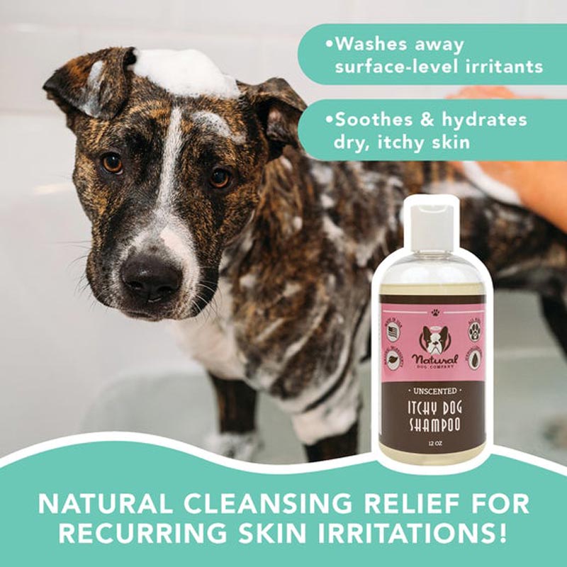 Natural Dog Company Unscented Itchy Dog Shampoo - 12oz - CreatureLand