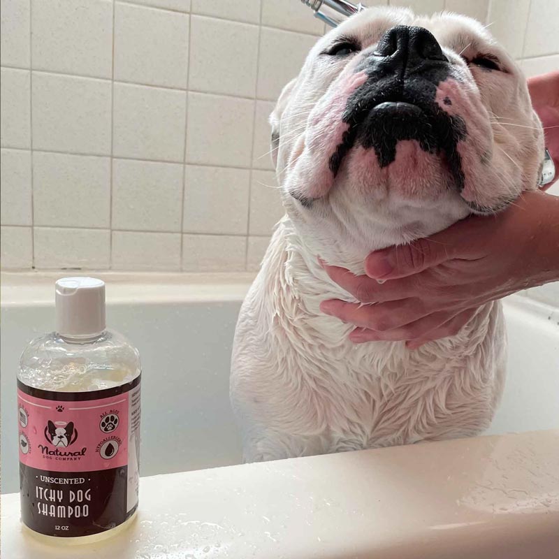 Natural Dog Company Unscented Itchy Dog Shampoo - 12oz - CreatureLand