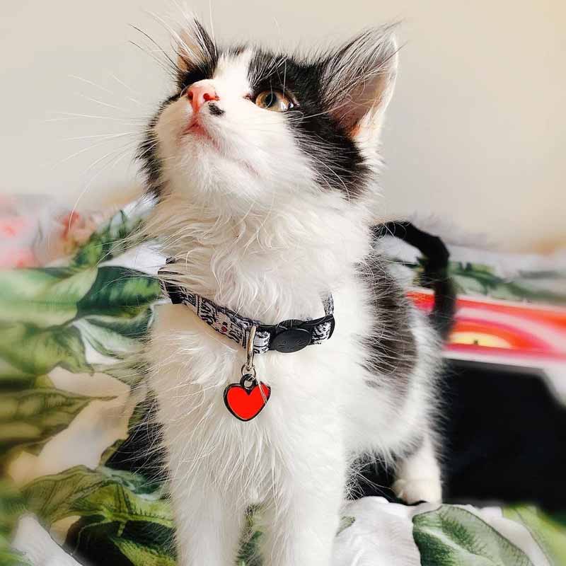 Niaski Keith Hairball Artist Cat Collar - CreatureLand