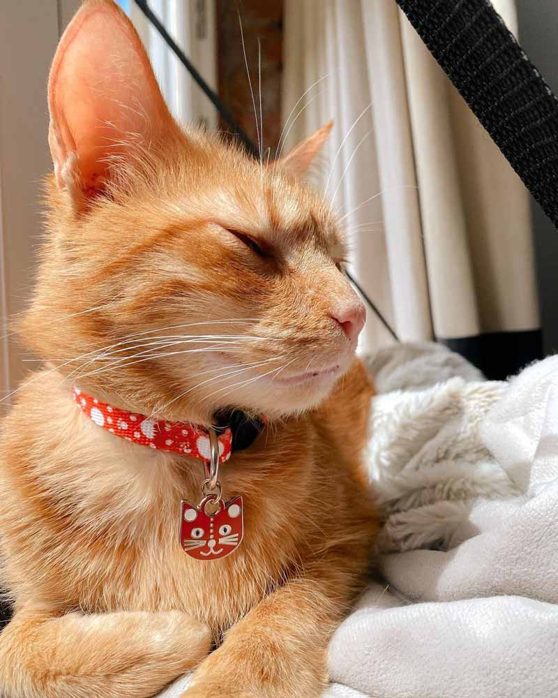 Niaski Yayoi Catsama Artist Cat Collar - CreatureLand
