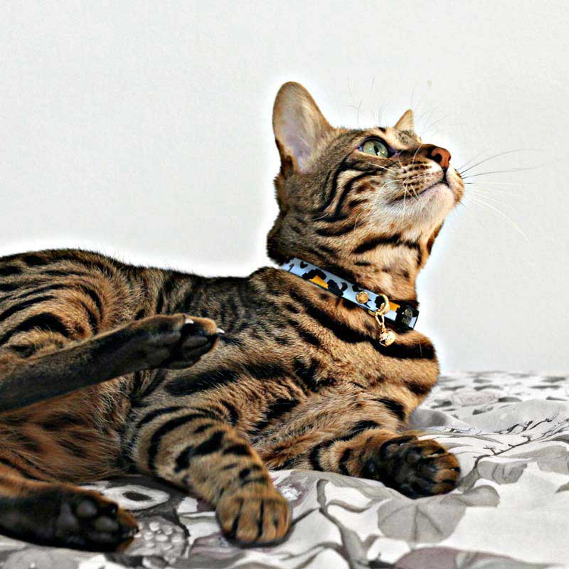 Bengal cat outlet collar