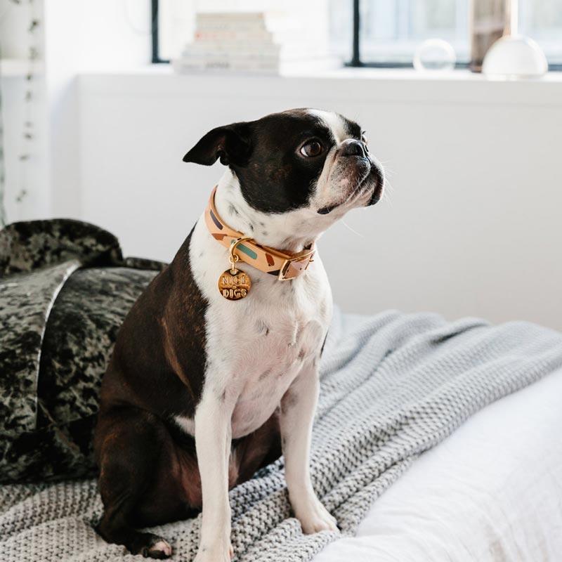 Posie Leather Dog Collar - Spring – NICE DIGS