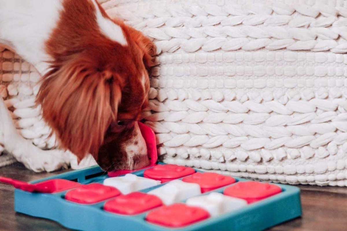 Outward Hound Nina Dog Brick Interactive Treat Puzzle Dog Toy, Blue,  One-Size 