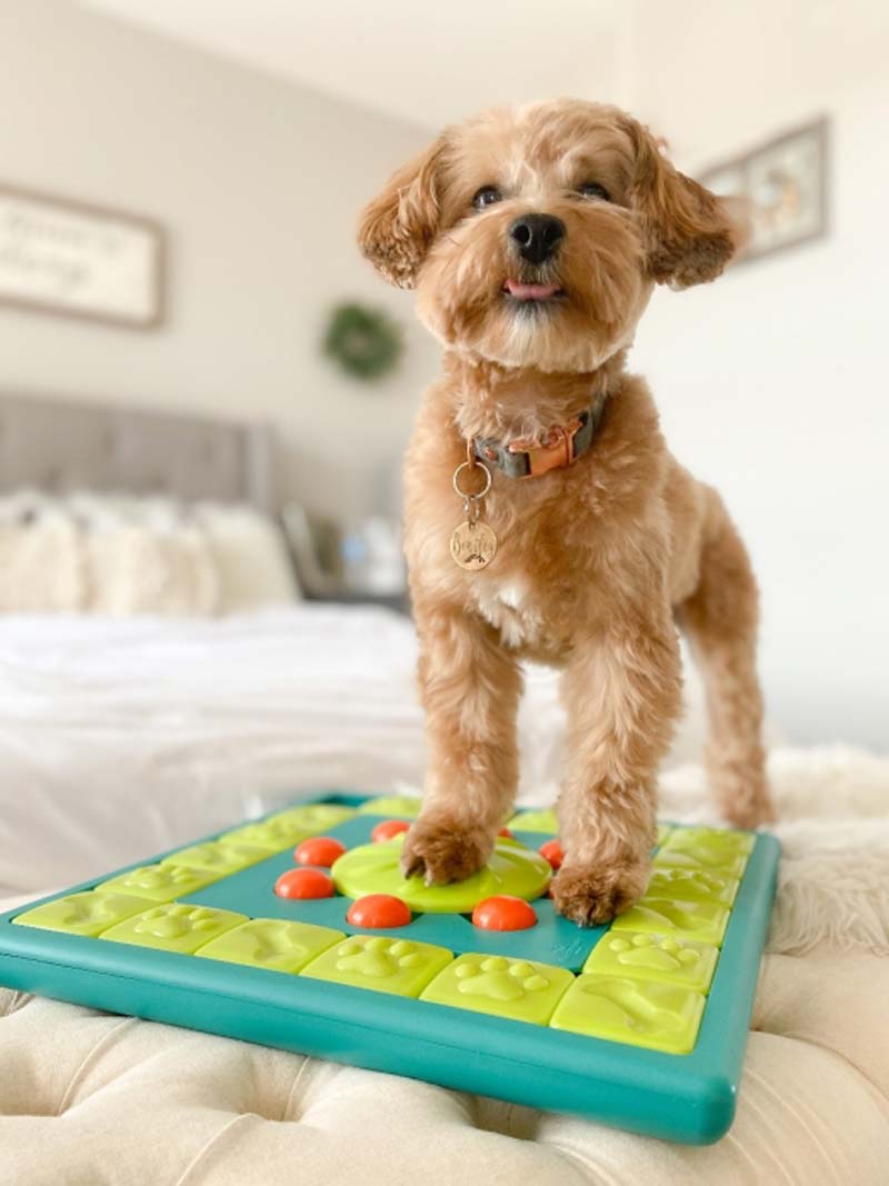 Easy Level 1 - suits beginners. - Nina Ottosson Treat Puzzle Games for Dogs  & Cats