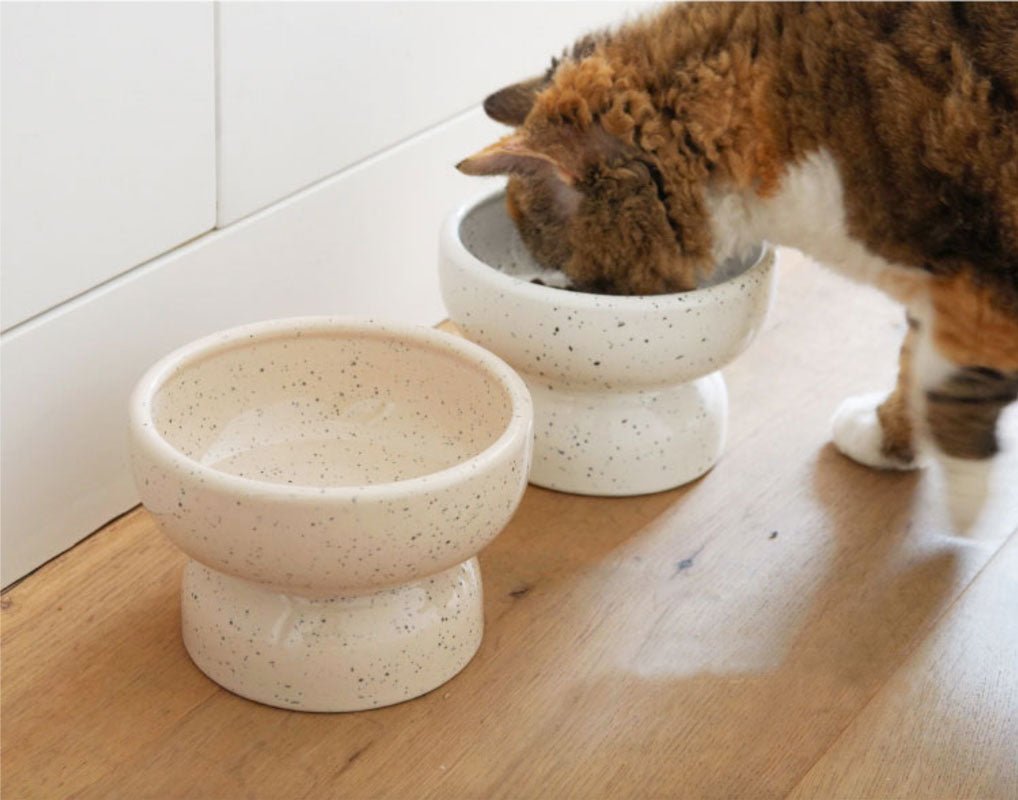 Raised pet best sale food bowls