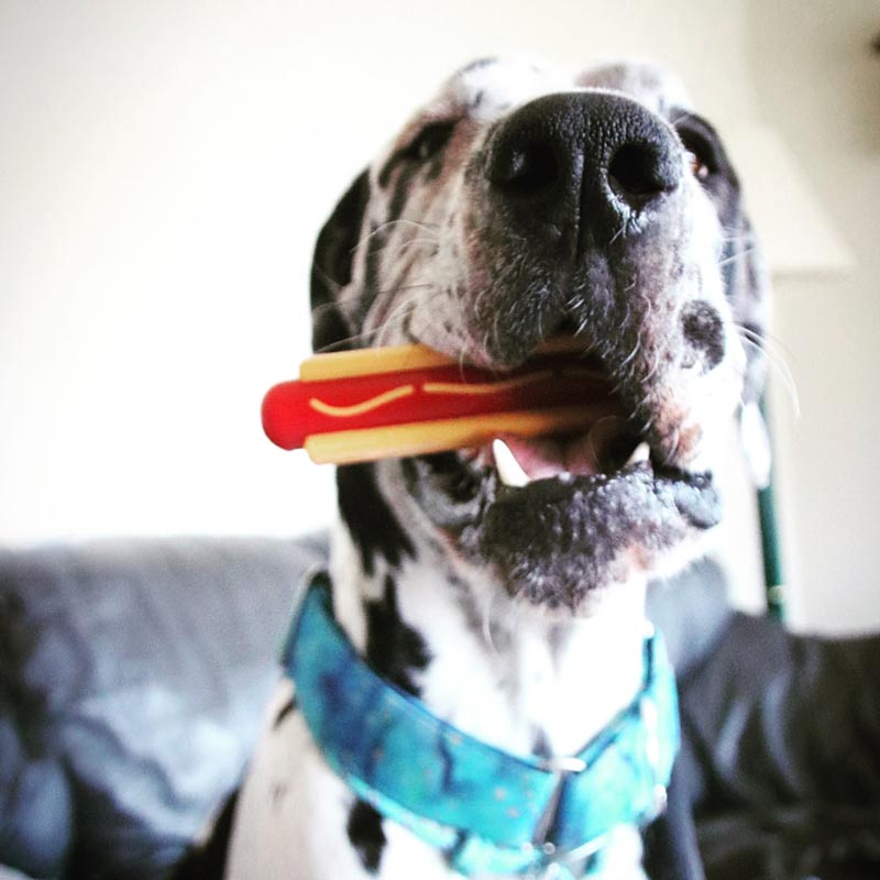 Sodapup Hotdog Nylon Dog Chew Toy - CreatureLand