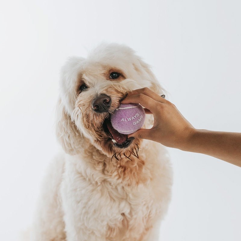4 healthy tennis ball games for dogs