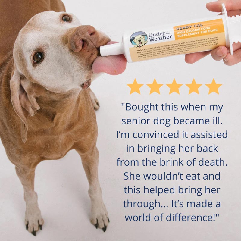 High calorie dog clearance food for senior dogs