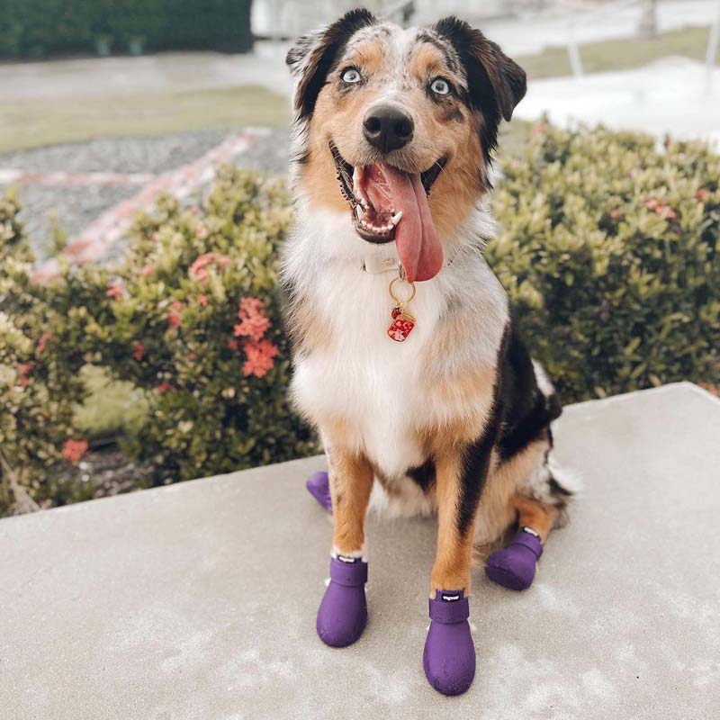 wagwear WagWellies® Dog Boots | Purple - CreatureLand