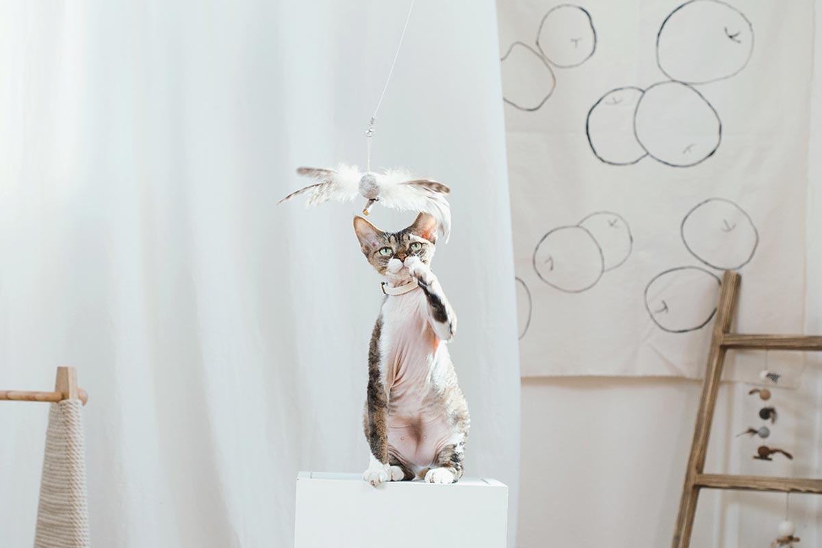 Wetnose Flying Bird Cat Teaser Toy - CreatureLand